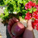 Апартаменты Blue Wave House Corralejo Ла-Олива