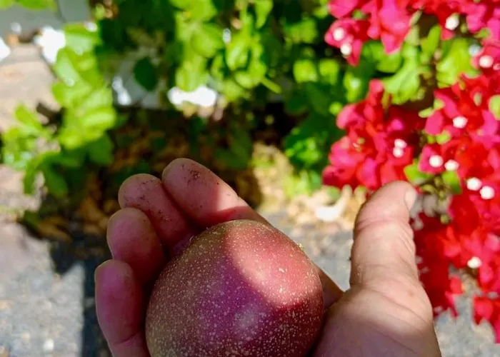 Apartamento Blue Wave House Corralejo La Oliva